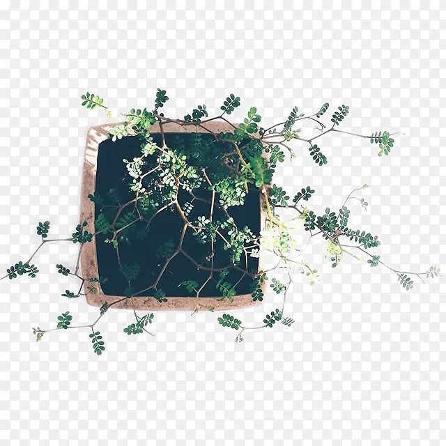 绿色植物PNG图片素材下载_图片编号ympgorxq-免抠素材网