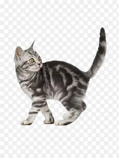 小猫咪