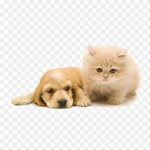 猫咪狗狗好朋友