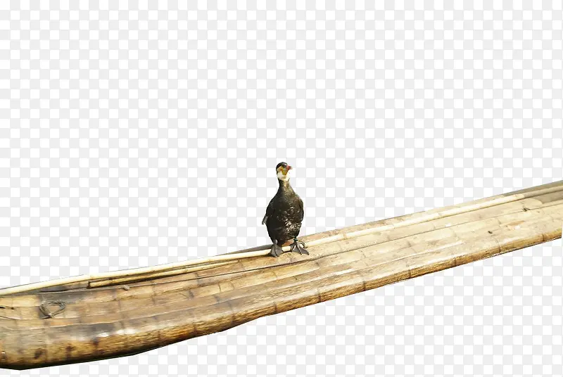站在木筏上的水鸟
