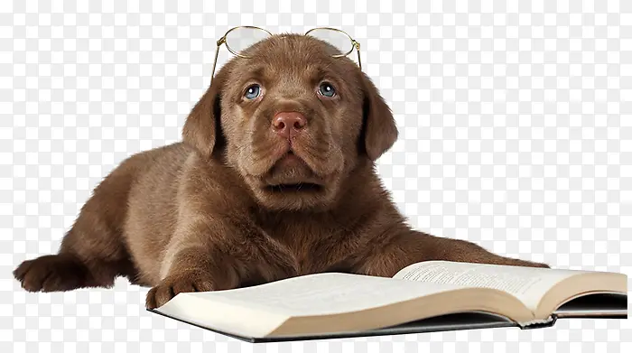看书的小狗
