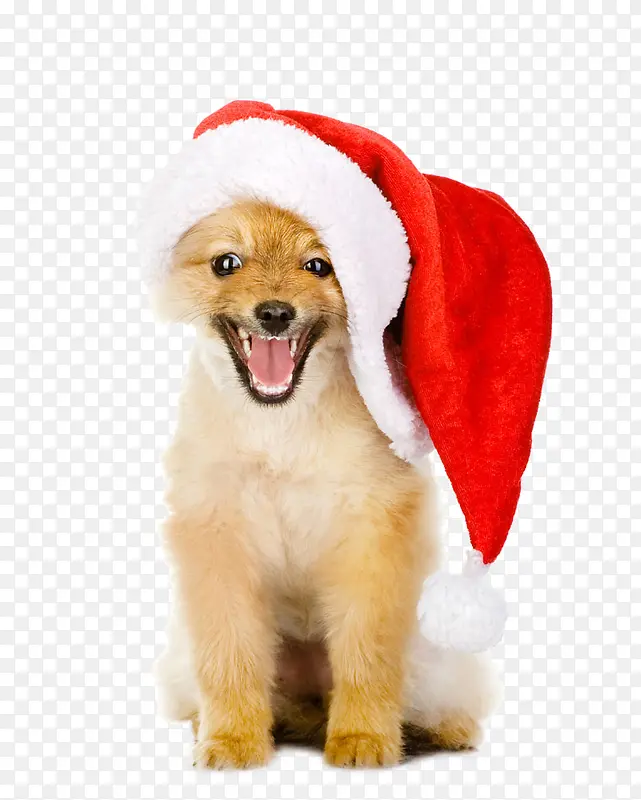带着圣诞帽的小狗