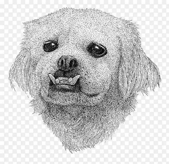 素描狗狗