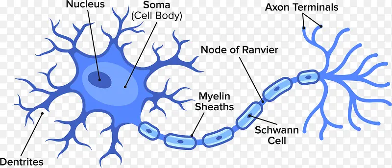 蓝色生物矢量神经细胞