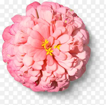 粉色圆形重叠花卉金秋