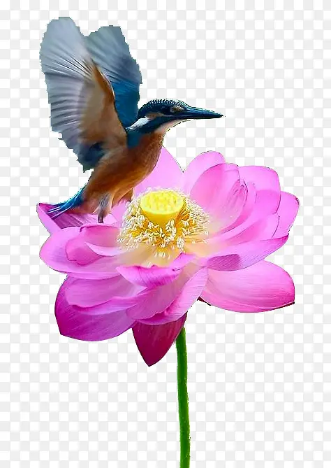 花朵小鸟