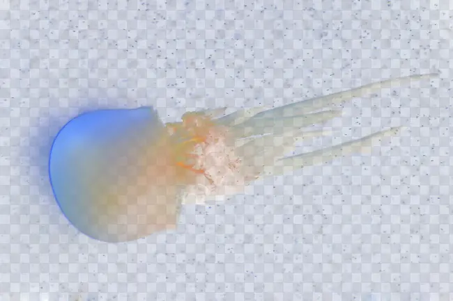 梦幻水母
