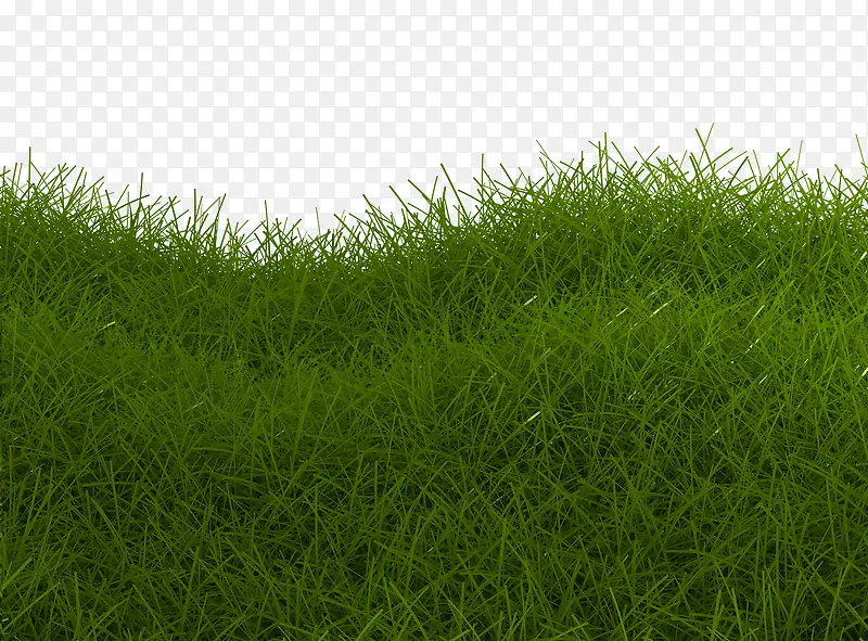 绿色草地特写