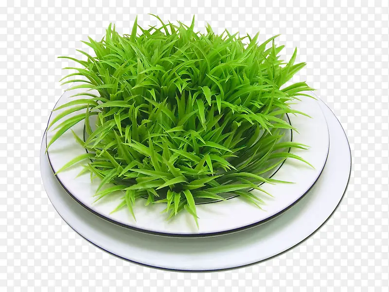 一盆绿色的植物