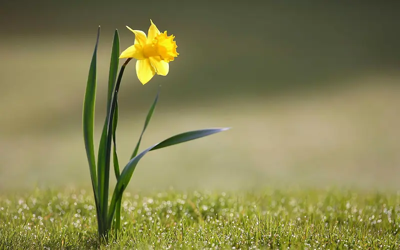 野外草地里的黄色小花