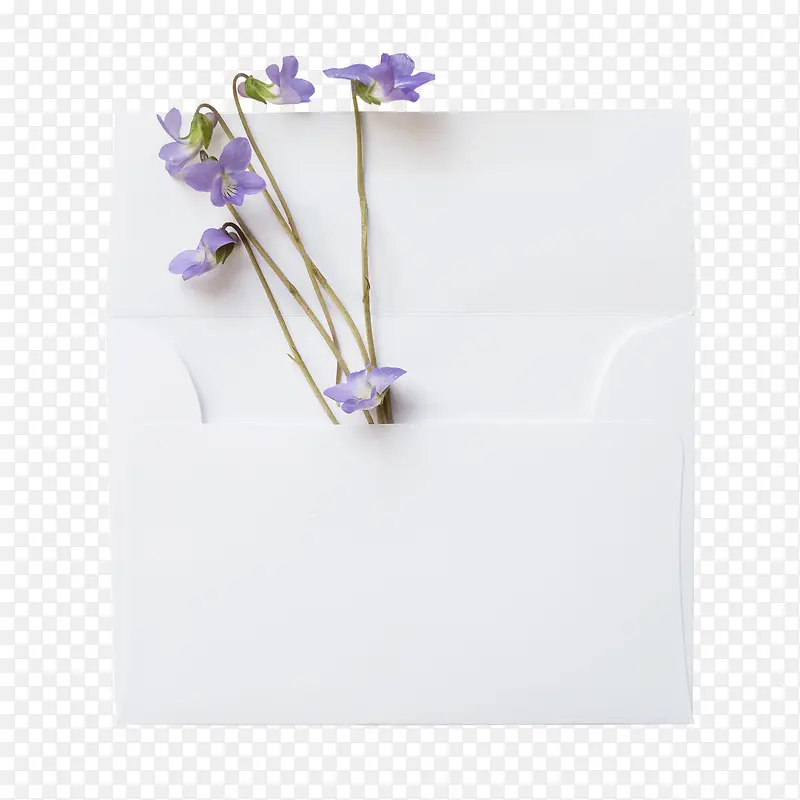 紫色花朵信封