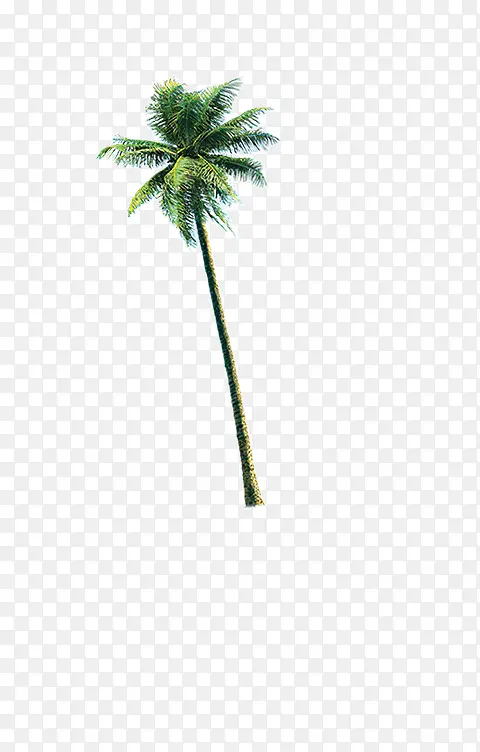比较高的海南椰子树
