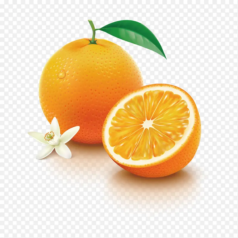 矢量手绘橙子