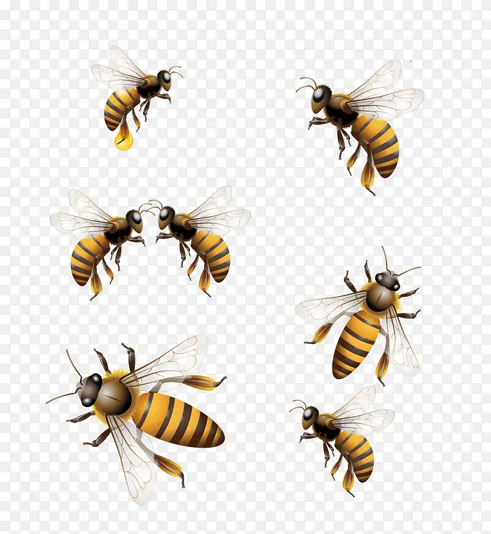 神态不同的蜂