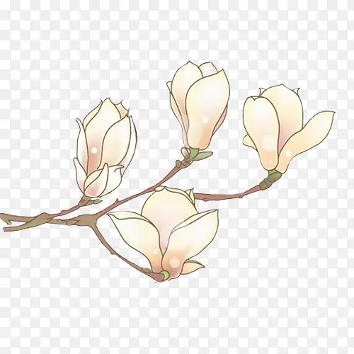 白兰花花朵