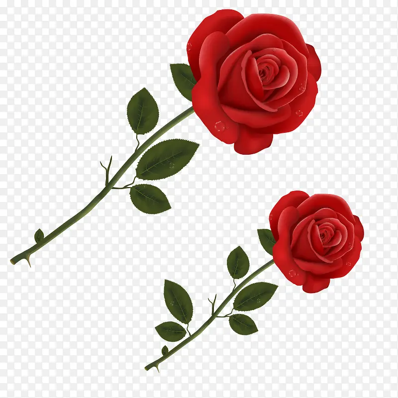 两只玫瑰花