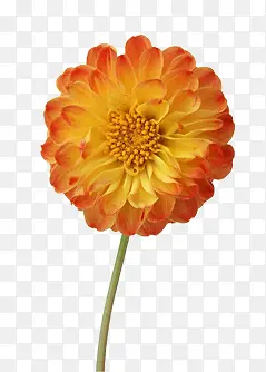 鲜花图片手绘鲜花图片 一朵花