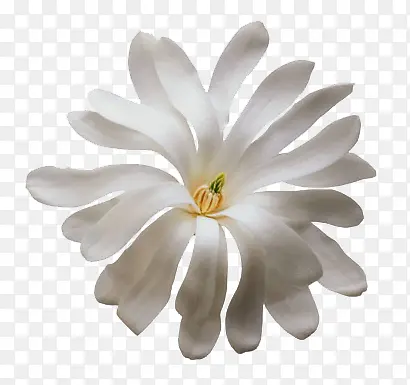 白色小花实物