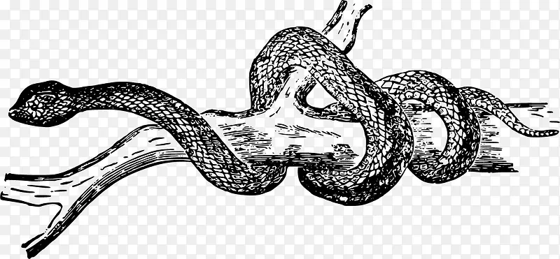树枝上缠绕的蛇矢量图