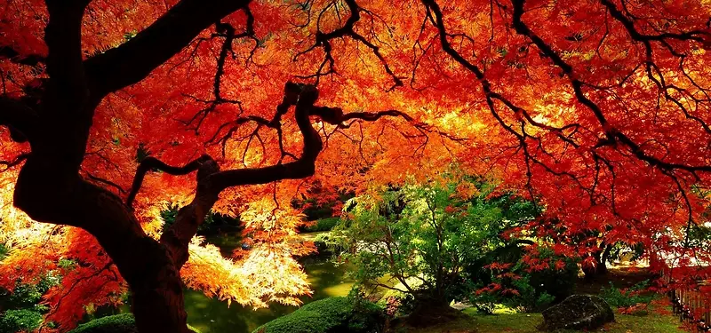 秋季树林背景