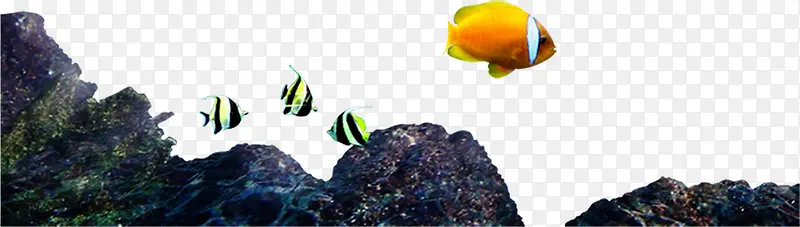 海底礁石热带鱼