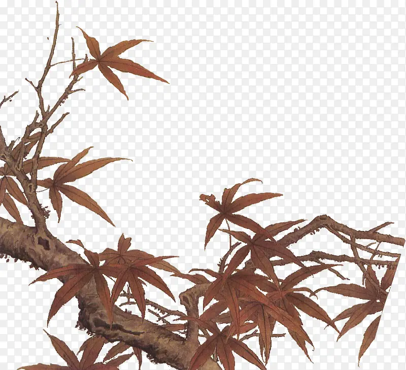 植物树叶涂鸦夏日叶子