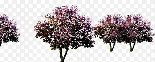 红色梅花树高清摄影合成