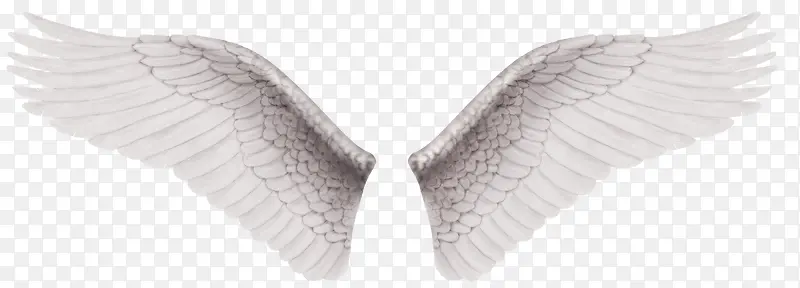 白色对称翅膀