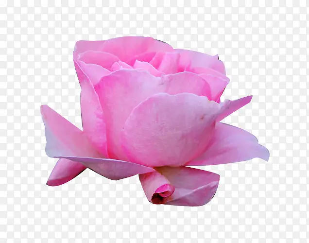 粉玫瑰法兰西玫瑰图片素材
