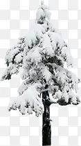 创意合成松树雪花覆盖合成