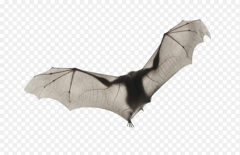 展翅的蝙蝠