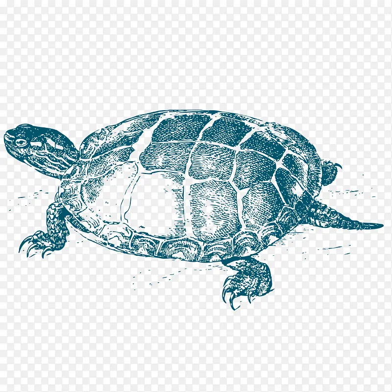 乌龟动物矢量素材