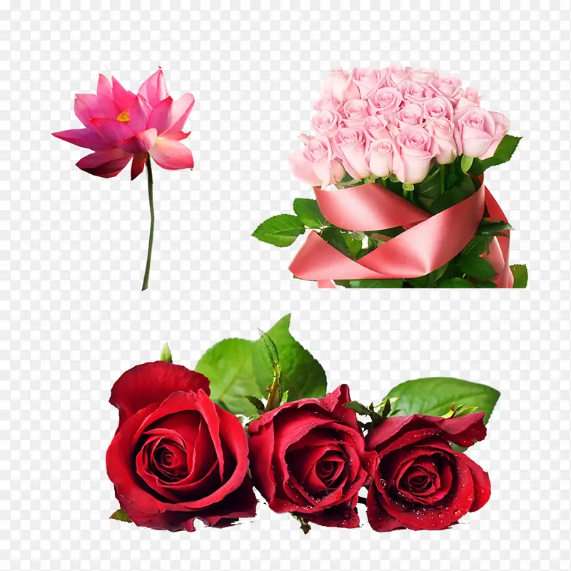 荷花和粉色的玫瑰花