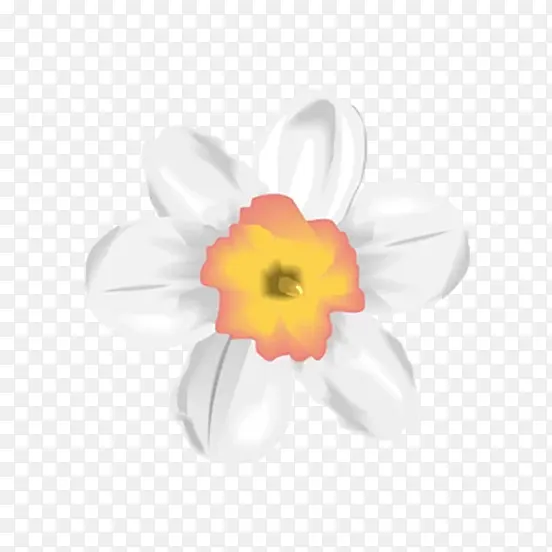 白色花瓣的小花