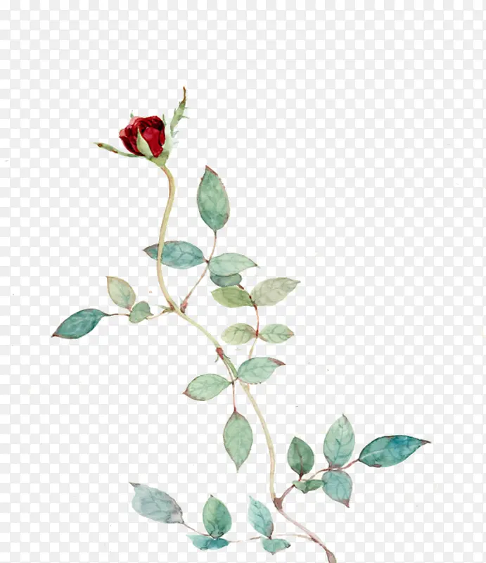 荆棘玫瑰花图片素材