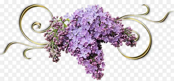 紫藤花花串