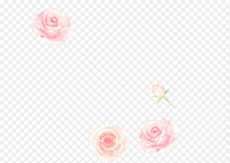 粉红色的玫瑰花