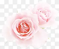 创意合成浪漫的粉红色玫瑰花