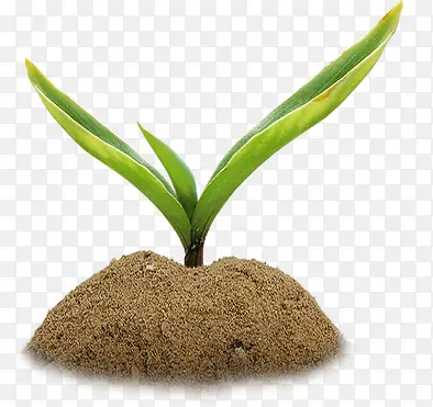 植物和土堆