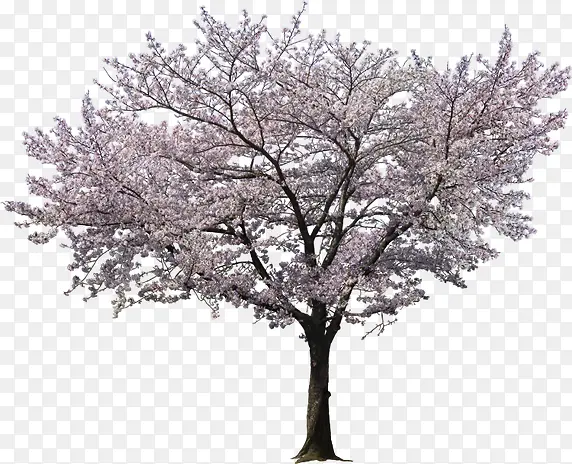 树