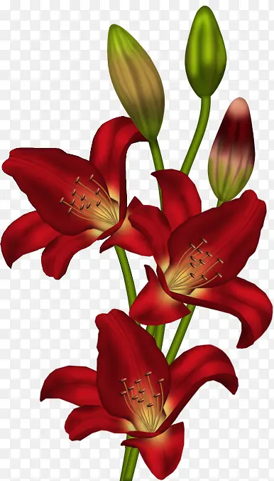 红色百合花