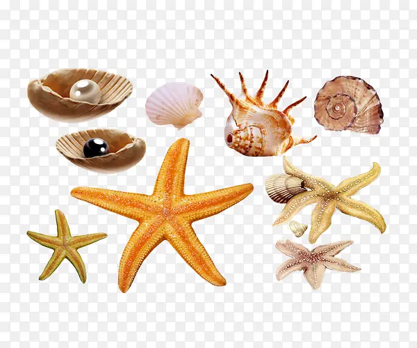 海星贝壳海洋生物