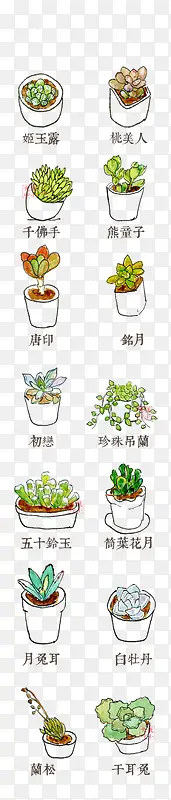 手绘多肉盆栽