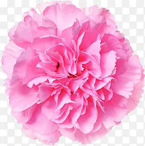 粉色温馨简单花朵康乃馨花束