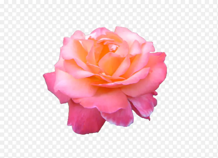粉红月季花