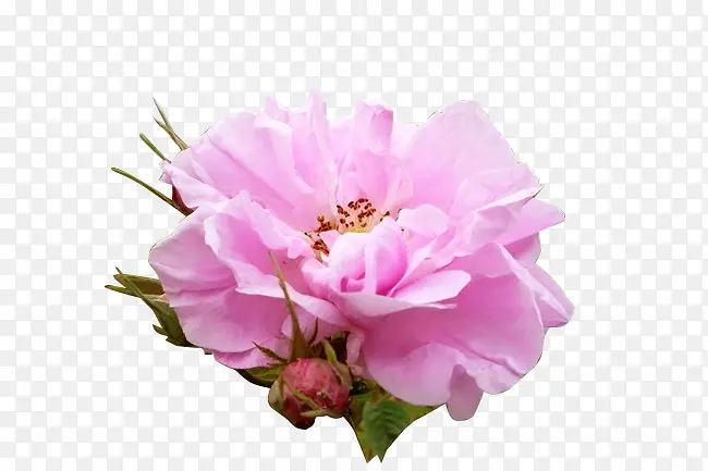 粉红月季花装饰