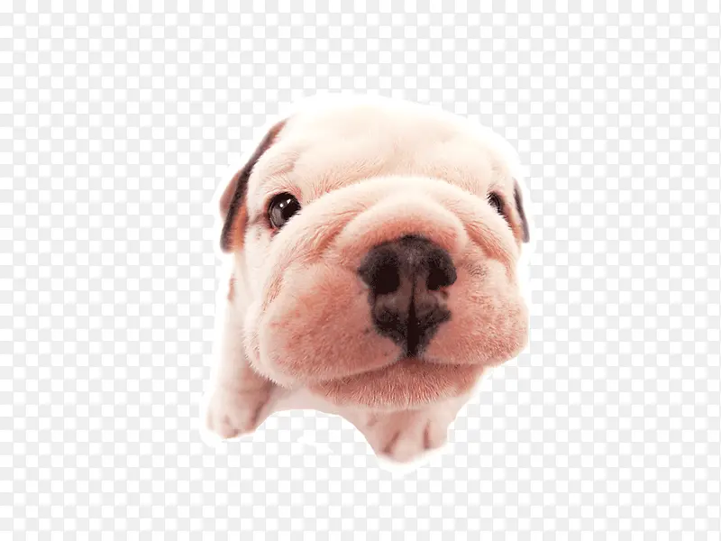 粉色斗牛犬