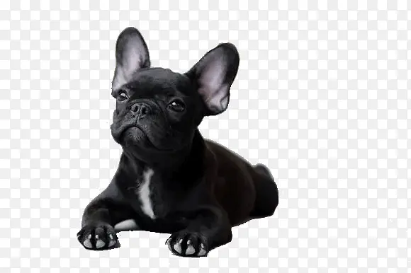 黑色斗牛犬