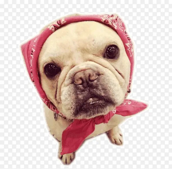 粉色丝巾的斗牛犬
