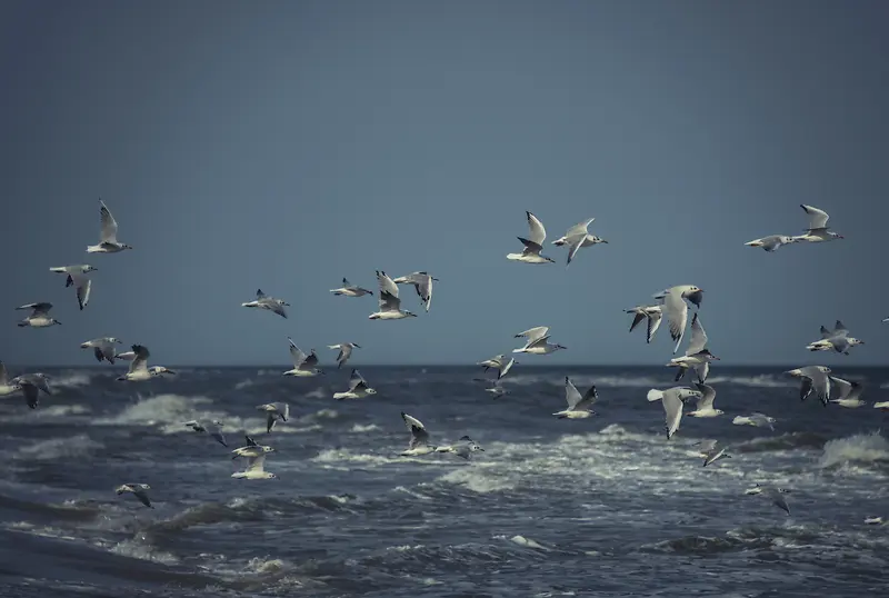 海面上飞翔的海鸥